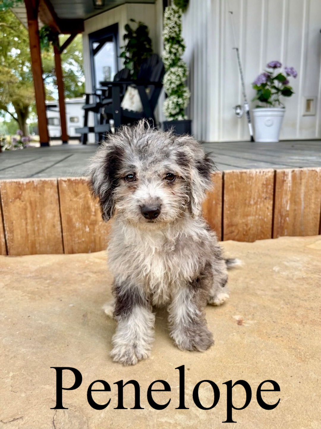 Penelope 1